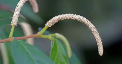 La huerta patagónica guarda un secreto: 5 plantas que alivian sin pastillas