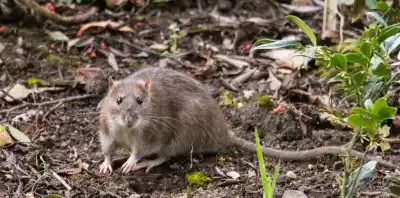 Segundo contagio de hantavirus: el contacto con el joven fallecido que encendió las alarmas