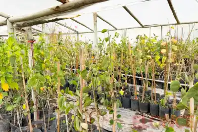 El mapa para no plantar un problema: qué árbol va en cada vereda de Paraná