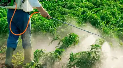 Passalacqua mantiene suspendida la prohibición de fitosanitarios y el sector forestal lo respalda: qué cambia para Misiones