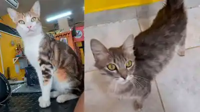 Dos gatos salieron de su casa en La Banda y no volvieron: los buscan desesperados