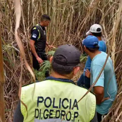 Hallan 24 plantas de marihuana en Acheral a orillas del río