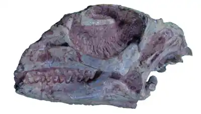 El misterio de los ojos gigantes de un dinosaurio patagónico que vivió hace 83 millones de años