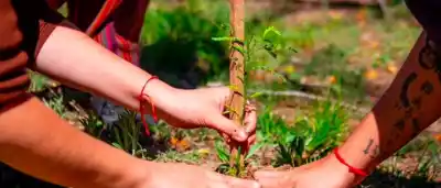 Quieren que los vecinos planten árboles nativos: el motivo que pocos conocen