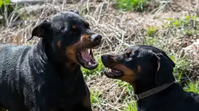 Vecina mordida por dos perros en Bariloche: la Justicia ordenó pagarle una cifra millonaria