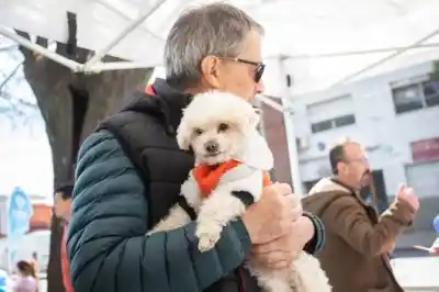 Turnos para castrar mascotas gratis en Lanús: dónde anotarse este viernes