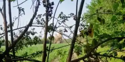 VIDEO| Detonación en Monteros: “Estallaron una bala de cañón”