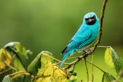 El valor oculto de los bosques que las empresas empiezan a mirar