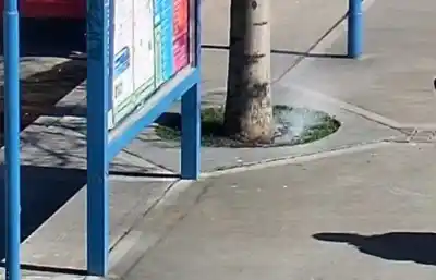 Prendieron fuego un árbol en una protesta y el Municipio ya hizo la denuncia