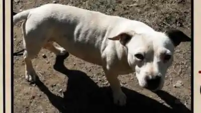 Buscan desesperadamente a “Deysi”, la perra que desapareció en Alto Comedero