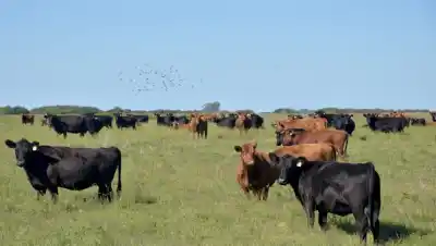 El plan de créditos que ya entregó $67.000 millones al campo y ninguno cayó en mora