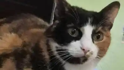 La buscan por todo Cuyaya: quién la vio por última vez