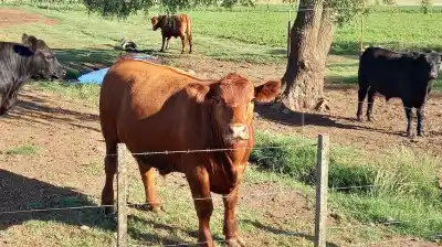Pagan el crédito con leche o carne: el plan que ya entregó $67.000 millones al campo