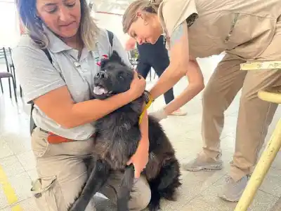 Miles de mascotas protegidas: así cerró la campaña antirrábica en Corral de Bustos