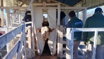 El alivio que cambió el clima en los corrales de Río Colorado