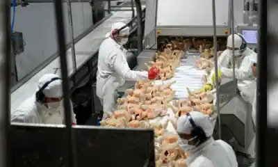 Despidos masivos en Granja Tres Arroyos: 1000 empleados afuera y una audiencia clave en Provincia