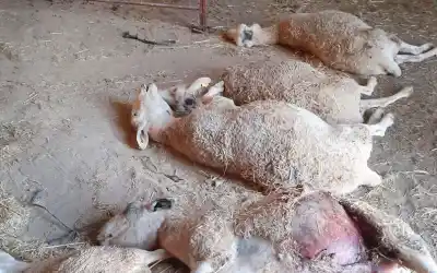El drama de los perros sueltos que amenaza la producción fueguina