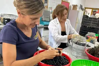 Cansados de pagar regalías: crean nueve variedades de uva sin semilla en San Juan