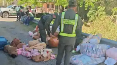Iba en un tour de compras con peluches de capibara: el detalle que delató el cargamento