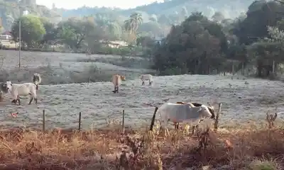 Se vienen las heladas en Misiones: las mínimas podrían tocar 1°C