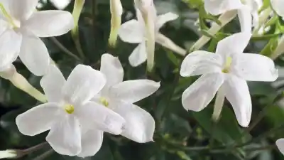 El truco del experto jujeño para combinar plantas y tener perfume todo el año