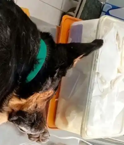 Lo apuñalaron dos veces y lo dejaron tirado: la historia del perro que lucha por vivir en Chubut