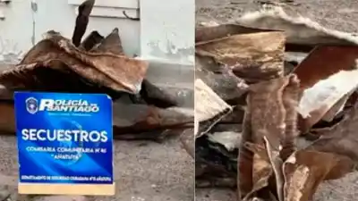 Se escondió de la policía, pero los cueros colgados en su patio lo delataron