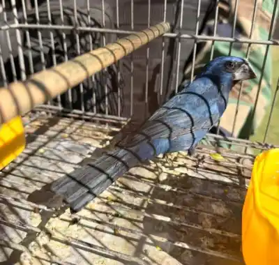 Un video en redes sociales expuso la caza de aves y la policía actuó: el hallazgo en la vivienda