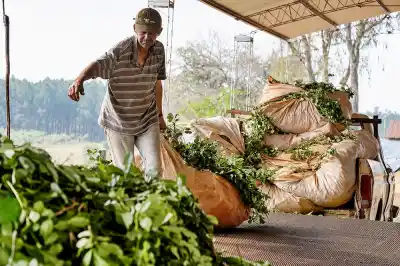 “Mire a Misiones”: el PAyS aprovechó la visita de Milei para reclamar por la frontera, la yerba y el empleo
