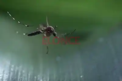 El dato que alerta en Paraná: los huevos del dengue sobreviven hasta un año