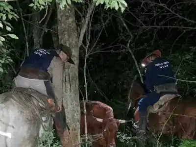 El insólito hallazgo que delató al presunto cuatrero en Colonia Noroña