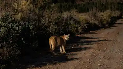 Una nena volvía de la escuela y se topó con un animal que la dejó paralizada del miedo