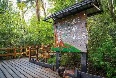 El bosque patagónico que inspiró una leyenda de Disney: ¿mito o realidad?