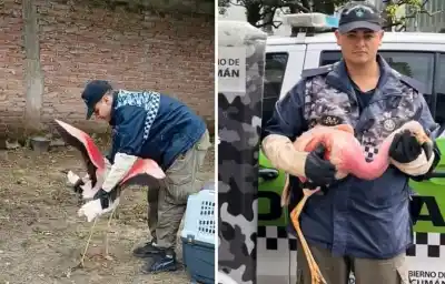 Operativo inesperado en La Florida: el hallazgo que movilizó a la policía ambiental