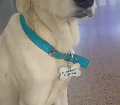 El ultimátum a "Blanco": el perro de una escuela que podría quedarse sin su hogar
