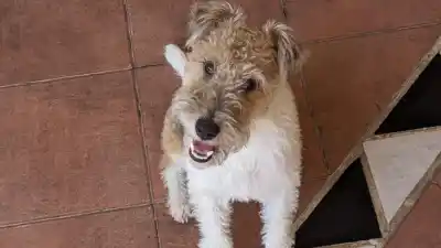 Perdió a su perrita en el Forum y ofrece recompensa: el dato que puede ayudar a encontrarla
