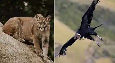 La fauna silvestre de Tucumán: los secretos que esconden las Yungas y los valles