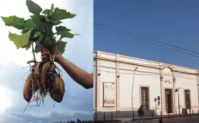 El primer encuentro del yacón que une a los productores de Falda de Chorrillos