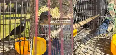 Un video en redes destapó lo que escondía en su casa: 24 aves silvestres enjauladas