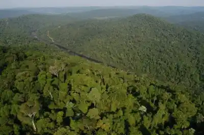 El cambio en la repartija de los créditos de carbono que beneficia a dueños de bosques en Misiones