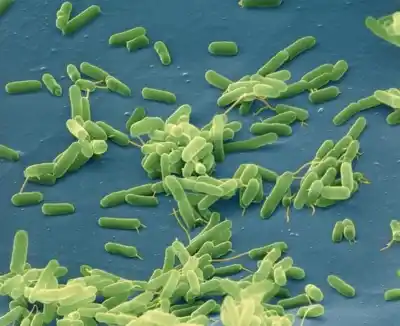 El plan para 'hackear' la comunicación de las bacterias que puede frenar infecciones y potenciar cultivos