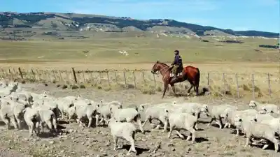Reunión clave en Chubut: el duro reclamo de los productores ovinos al nuevo ministro