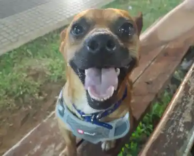 Un médico mató a balazos al perro de su vecino: la Justicia lo condenó y el fallo sorprendió a todos