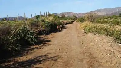 Un puma vuelve a merodear Campo de Batalla y los vecinos ya no duermen tranquilos