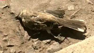 El misterio de la cuadra donde aparecen cien aves muertas por mes