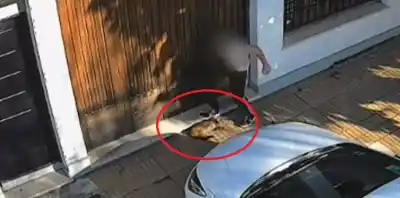 La mamá del adolescente que agredió a un gato en Temperley habló y pidió disculpas: "somos mascoteros"