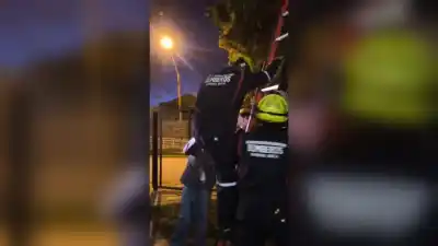 Un gato quedó atrapado en un árbol en Roca y los Bomberos tuvieron que subir a rescatarlo
