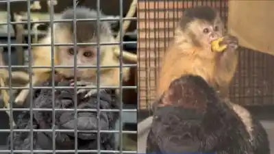 La conmovedora historia del mono bebé que encontró consuelo en un peluche y su increíble vínculo con Argentina