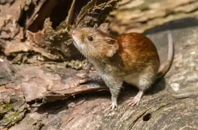 Alerta en la cordillera: el Gobierno difunde cómo evitar el contagio de hantavirus puertas adentro