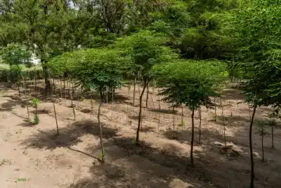 Los programas de forestación que siguen vigentes en La Pampa y quiénes pueden acceder
